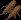ginseng2