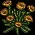 GoldenPoppies