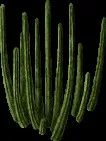 GoliantCactus