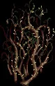 GoliathLashvine