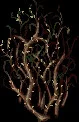 GoliathLashvine2