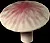 GoliathMushroom