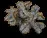 GreyRibbonCoral