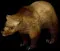 grizzlybear