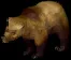 grizzlybear