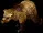 grizzlybeartoken