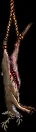 hangingdeercarcass