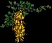 hanginglaburnum