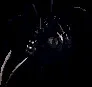 harvestman