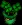 hatofclovers