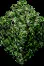 Hedge