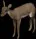 hind