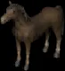 horse204