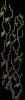 Housevine