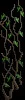 Housevine3