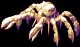 huskcrab