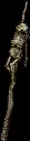 impaledskeletonb