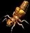 insectoidfireant