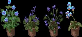 kingsfaire2020flowers