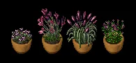 kingsfaireshimmernightfallplants