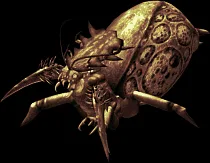 kraulhivemother