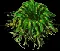 largeeggstalk