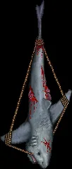 largehangingshark
