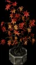 largeplantedmaple