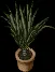 largepottegrass