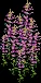 largesnapdragon