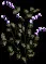 Larkspur