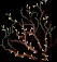 Lashvine