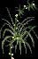 Lilygrass
