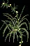 Lilygrass2