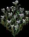 LilyoftheValley