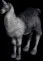llama