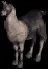 llama