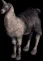 llama1873