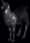 llama1929