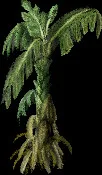 MassiveBananaTree