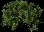 MassiveBush