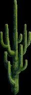 MassiveCactus