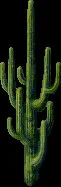 MassiveCactus2