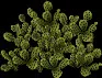 MassiveCactusBush