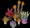 MassiveCoralCollectiveA
