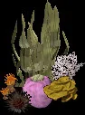 MassiveCoralCollectiveB