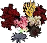 MassiveCoralCollectiveC