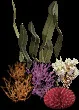 MassiveCoralCollectiveD