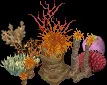 MassiveCoralCollectiveE