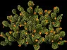 MassiveFloweringCactusBush